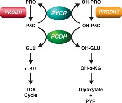 The regulatory mechanisms of proline and hydroxyproline metabolism: Recent advances in perspective